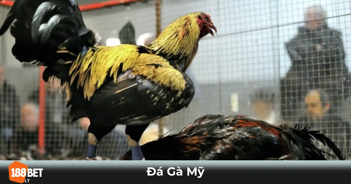Đá Gà Mỹ 188bet: Trải Nghiệm Thú Vị Với Chiến Kê Đặc Biệt 2 Đá Gà Mỹ Là Gì? Điểm Khác Biệt So Với Các Giống Gà Khác