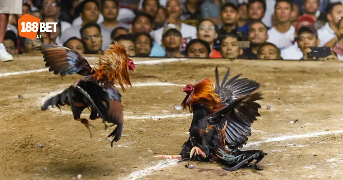 Đá Gà Mỹ 188bet: Trải Nghiệm Thú Vị Với Chiến Kê Đặc Biệt 3 Đặc điểm của gà Mỹ & lý do chúng được yêu thích trong đá gà